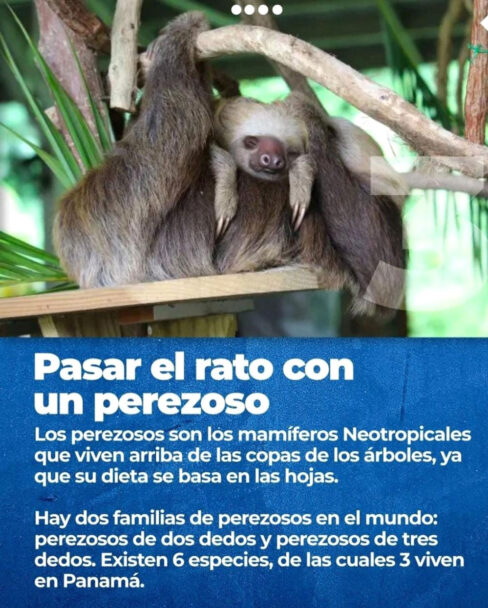 Svg+xml,%3Csvg%20xmlns%3D'http%3A%2F%2Fwww.w3, Spanish Classes In Panama | Learn Spanish Abroad | Spanish Language Immersion Programs