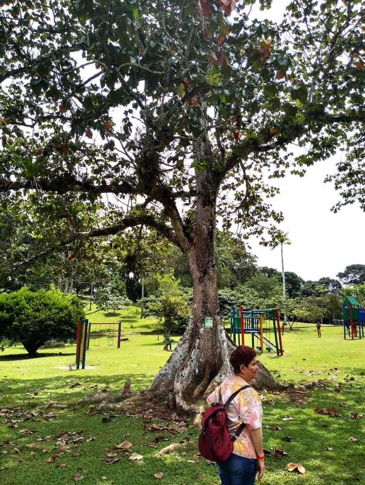 IMG 20230806 Danae Walking Past Panama Tree, Spanish Classes In Panama | Learn Spanish Abroad | Spanish Language Immersion Programs