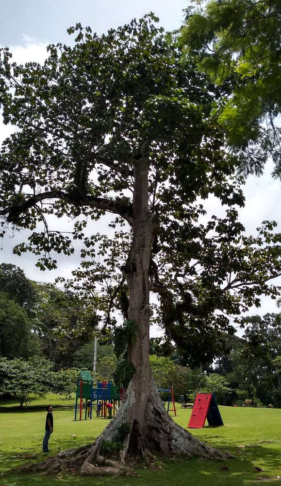 IMG 20230806 Dustin Dwarfed By Panama Tree, Spanish Classes In Panama | Learn Spanish Abroad | Spanish Language Immersion Programs