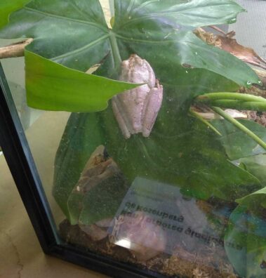 Svg+xml,%3Csvg%20xmlns%3D'http%3A%2F%2Fwww.w3, Spanish Classes In Panama | Learn Spanish Abroad | Spanish Language Immersion Programs