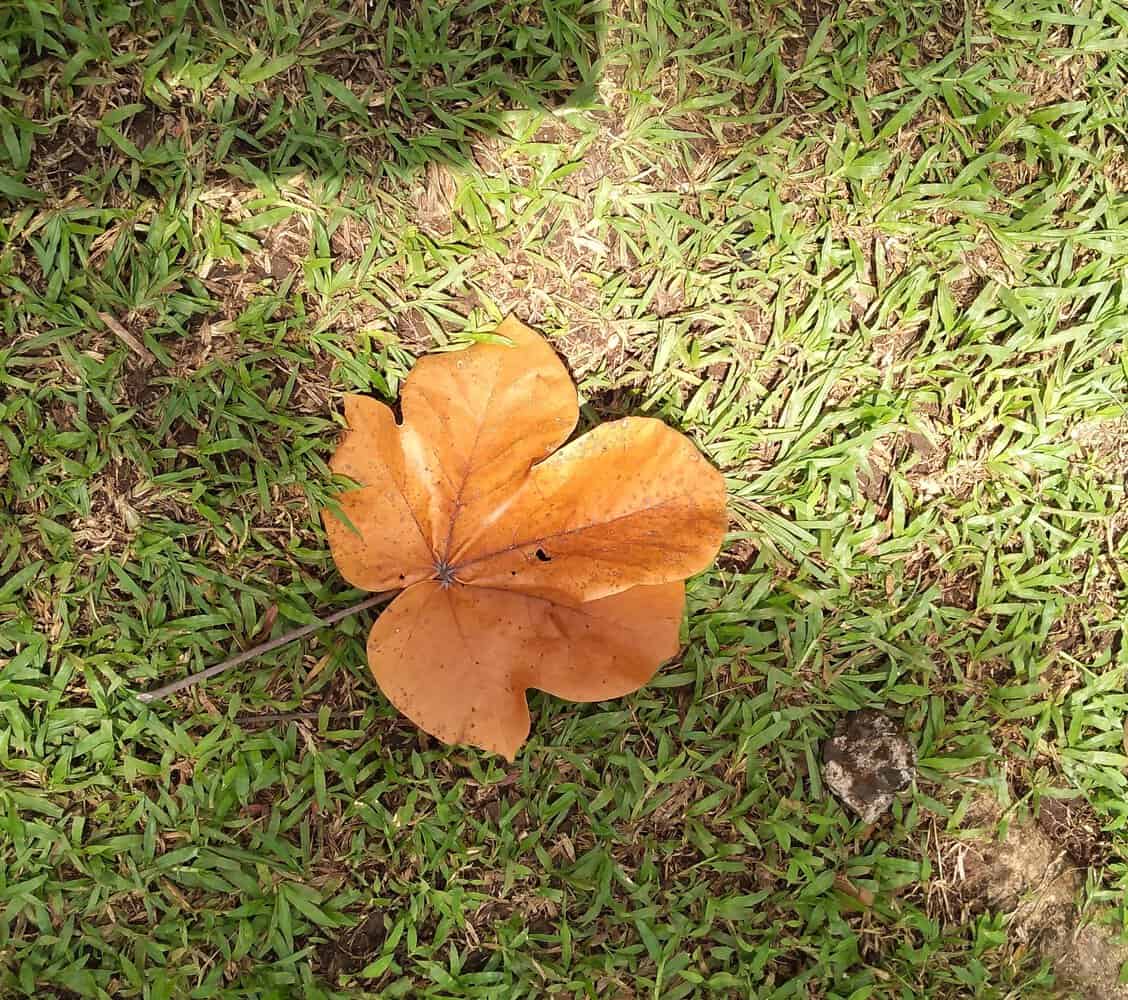 IMG 20230806 Fallen Leaf, Spanish Classes In Panama | Learn Spanish Abroad | Spanish Language Immersion Programs