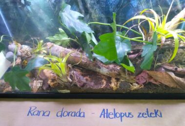 Svg+xml,%3Csvg%20xmlns%3D'http%3A%2F%2Fwww.w3, Spanish Classes In Panama | Learn Spanish Abroad | Spanish Language Immersion Programs