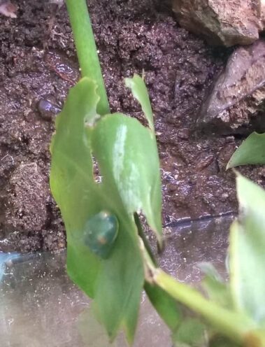 Svg+xml,%3Csvg%20xmlns%3D'http%3A%2F%2Fwww.w3, Spanish Classes In Panama | Learn Spanish Abroad | Spanish Language Immersion Programs