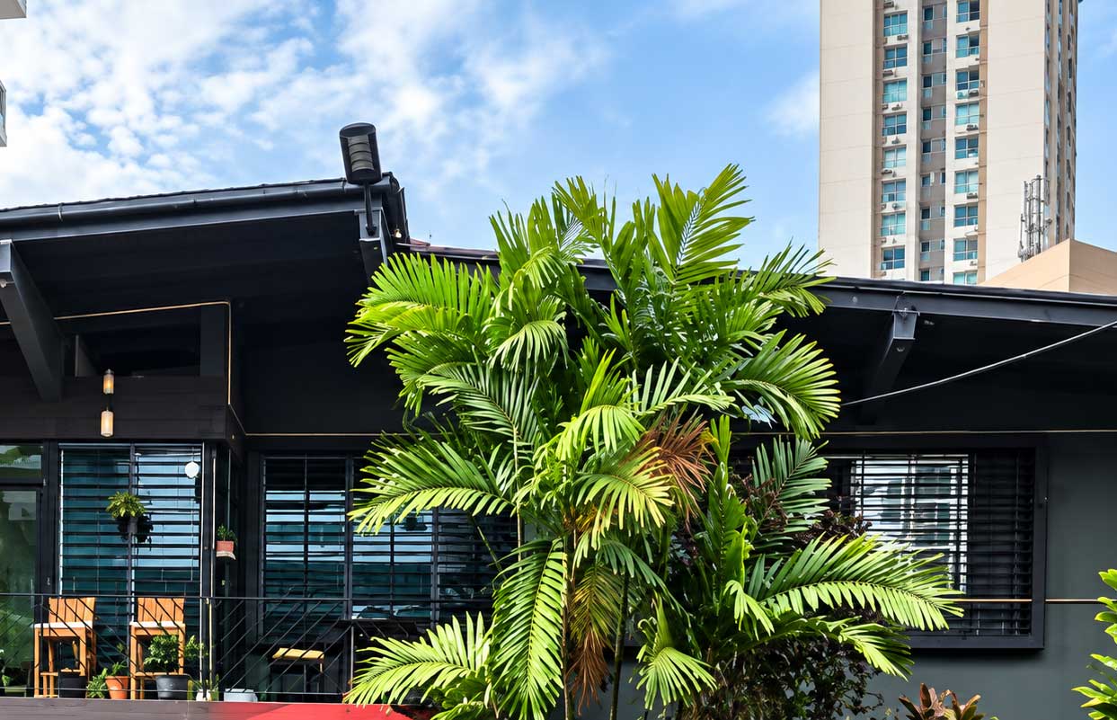building-exterior-with-palm-tree Building Exterior With Palm Tree, Spanish Classes In Panama | Learn Spanish Abroad | Spanish Language Immersion Programs